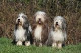 BEARDED COLLIE 358